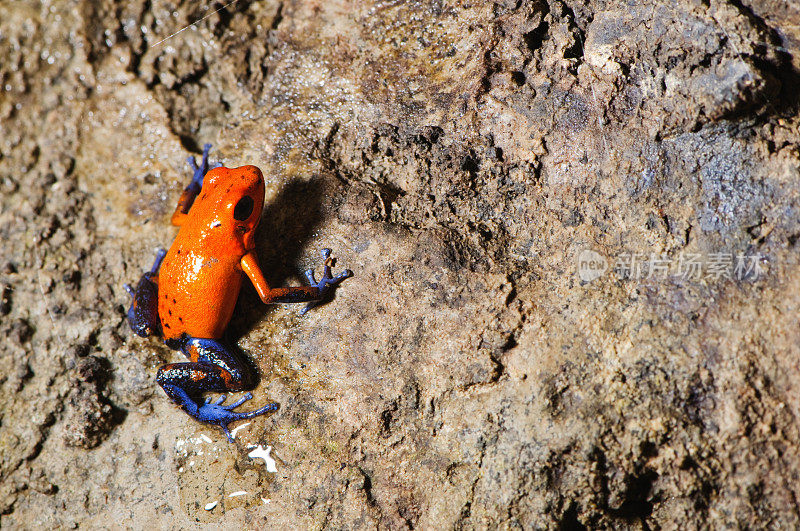 草莓毒蛙(Oophaga pumilio)